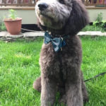 labradoodle for sale in sussex