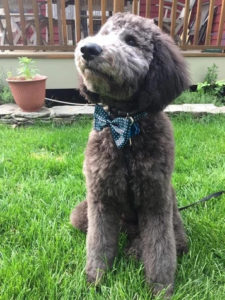 labradoodle for sale in sussex